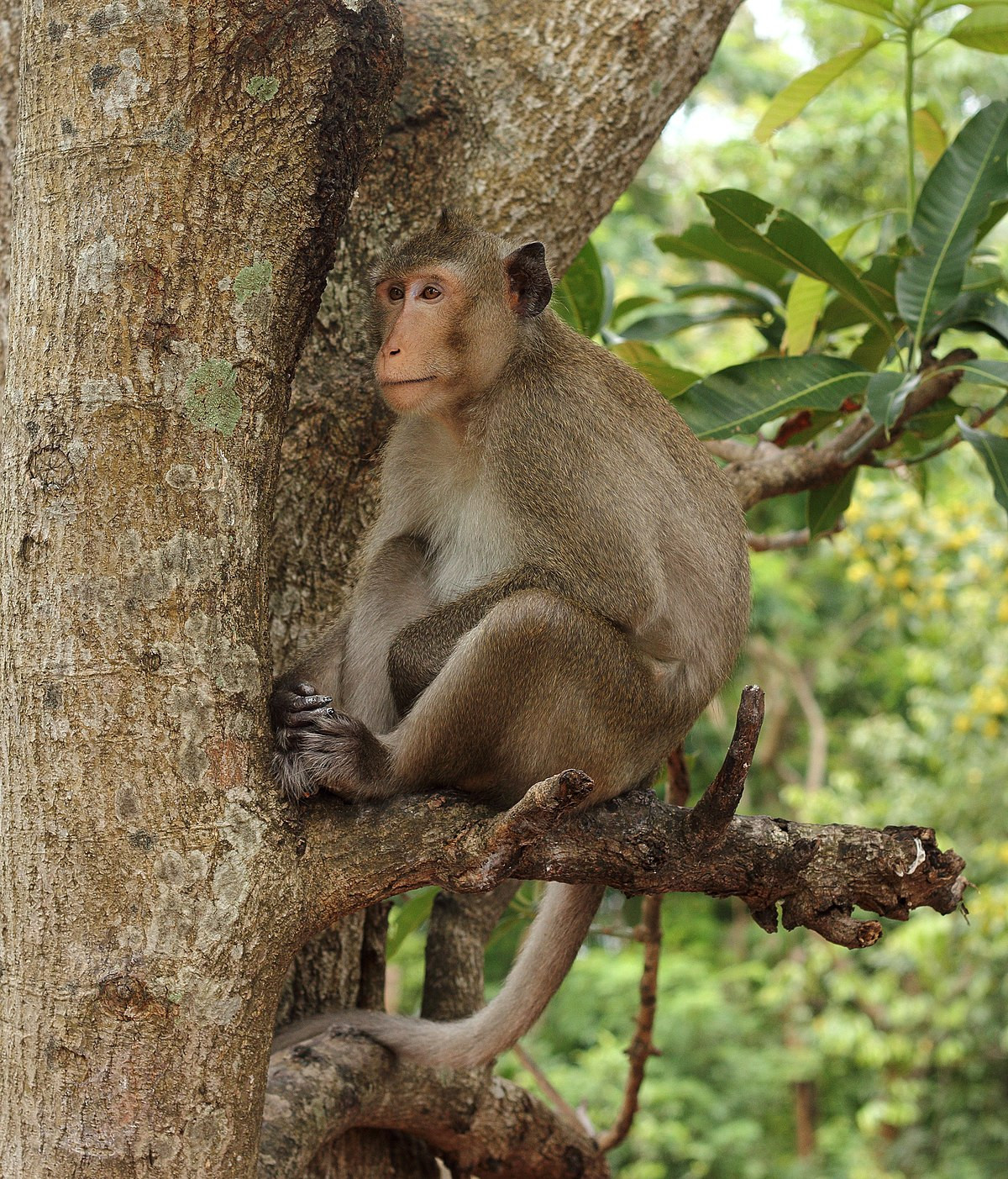 Với mong muốn con khỉ có cuộc sống tốt hơn, anh Nguyễn Tiến Dũng đã liên hệ với cục Kiểm lâm TP.HCM để bàn giao.