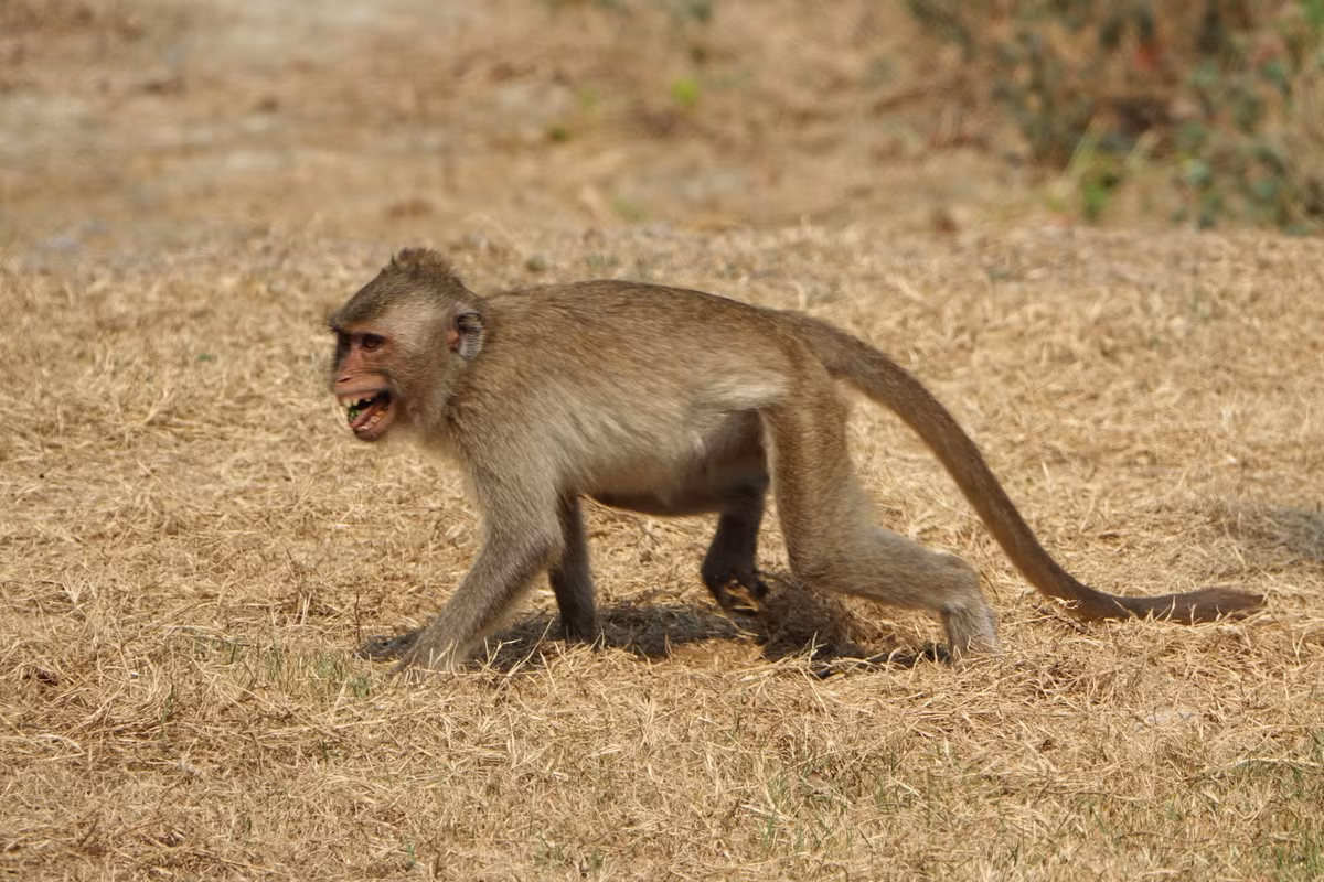 Khỉ đuôi dài là động vật rừng thuộc nhóm IIB (Danh mục loài động vật rừng nguy cấp, quý, hiếm ban hành kèm theo Nghị định số 06/2019/NĐ-CP ngày 22/01/2019 của Chính phủ về quản lý động vật rừng, thực vật rừng nguy cấp, quý, hiếm).