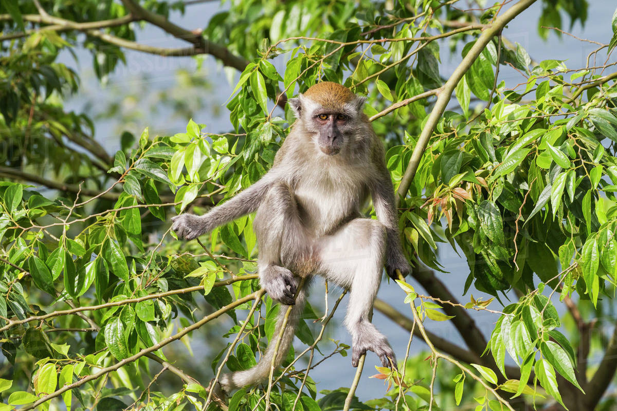 Thức ăn chủ yếu của khỉ đuôi dài là các loại quả cây rừng, cá, thân mềm. Loài khỉ này sống khá thọ khi có thể sống tới 37 - 38 năm.