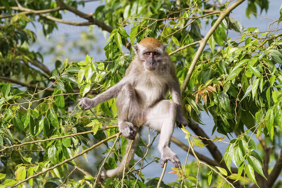 Thức ăn chủ yếu của khỉ đuôi dài là các loại quả cây rừng, cá, thân mềm. Loài khỉ này sống khá thọ khi có thể sống tới 37 - 38 năm.