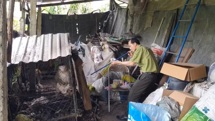 Sau khi tiếp nhận, Chi cục Kiểm lâm TP.HCM đưa về Trung tâm cứu hộ Động vật hoang dã ở Củ Chi để kiểm tra sức khỏe, chăm sóc trước khi thả cá thể khỉ đực trên về môi trường tự nhiên.