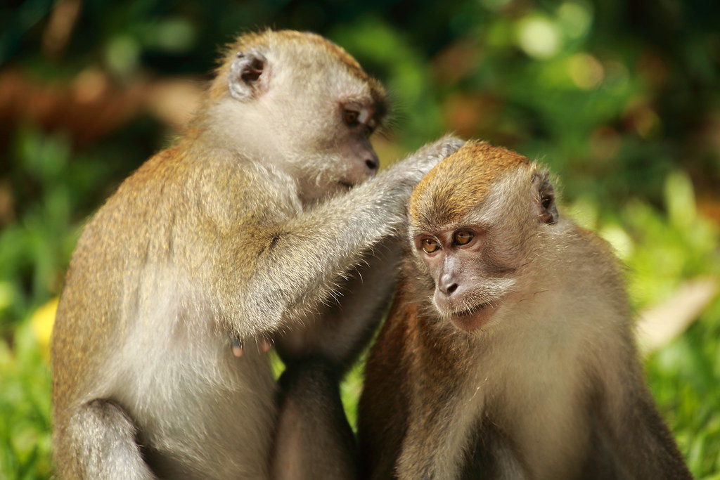 Loài khỉ đuôi dài thường có lông màu nâu xám hay nâu phớt đỏ. Lông trên đầu mọc hướng về sau.