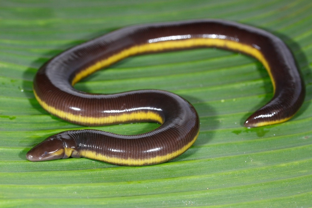 Ếch giun thường sống ở những nơi có độ cao khoảng 900 - 1000m, chui luồn trong đất. Chúng đào ở những nơi đất xốp sâu khoảng từ 20 - 30 cm gần ao hồ hay chui rúc dưới các tảng đá lớn nằm cạnh các con suối.