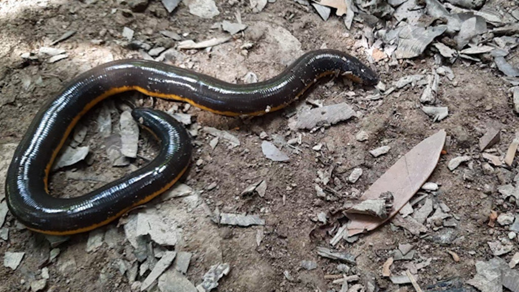 Theo trang Người đưa tin, chị Nguyễn Thị Ngọc ở huyện Trà Ôn, tỉnh Vĩnh Long vô tình phát hiện một loài lưỡng cư giống ếch giun quý hiếm của Việt Nam.