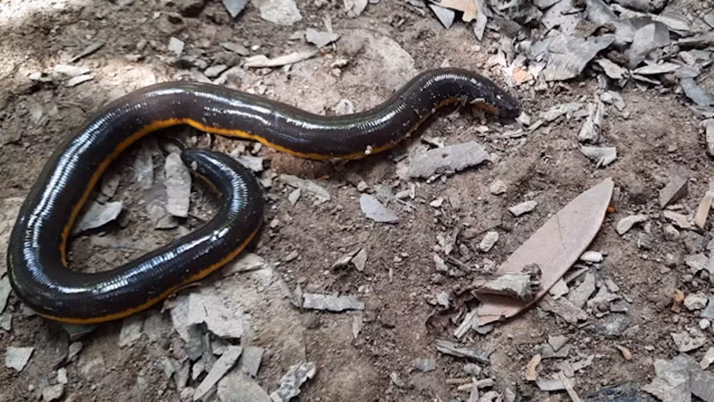 Theo trang Người đưa tin, chị Nguyễn Thị Ngọc ở huyện Trà Ôn, tỉnh Vĩnh Long vô tình phát hiện một loài lưỡng cư giống ếch giun quý hiếm của Việt Nam.