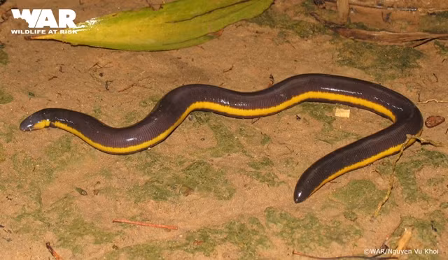 Sở dĩ loài lưỡng cư này có tên gọi là ếch giun là vì ngoại hình của nó giống hệt như một con giun lớn. Nó có sọc vàng nổi bật hai cạnh sườn và chiều dài cơ thể từ 10 - 30 cm.