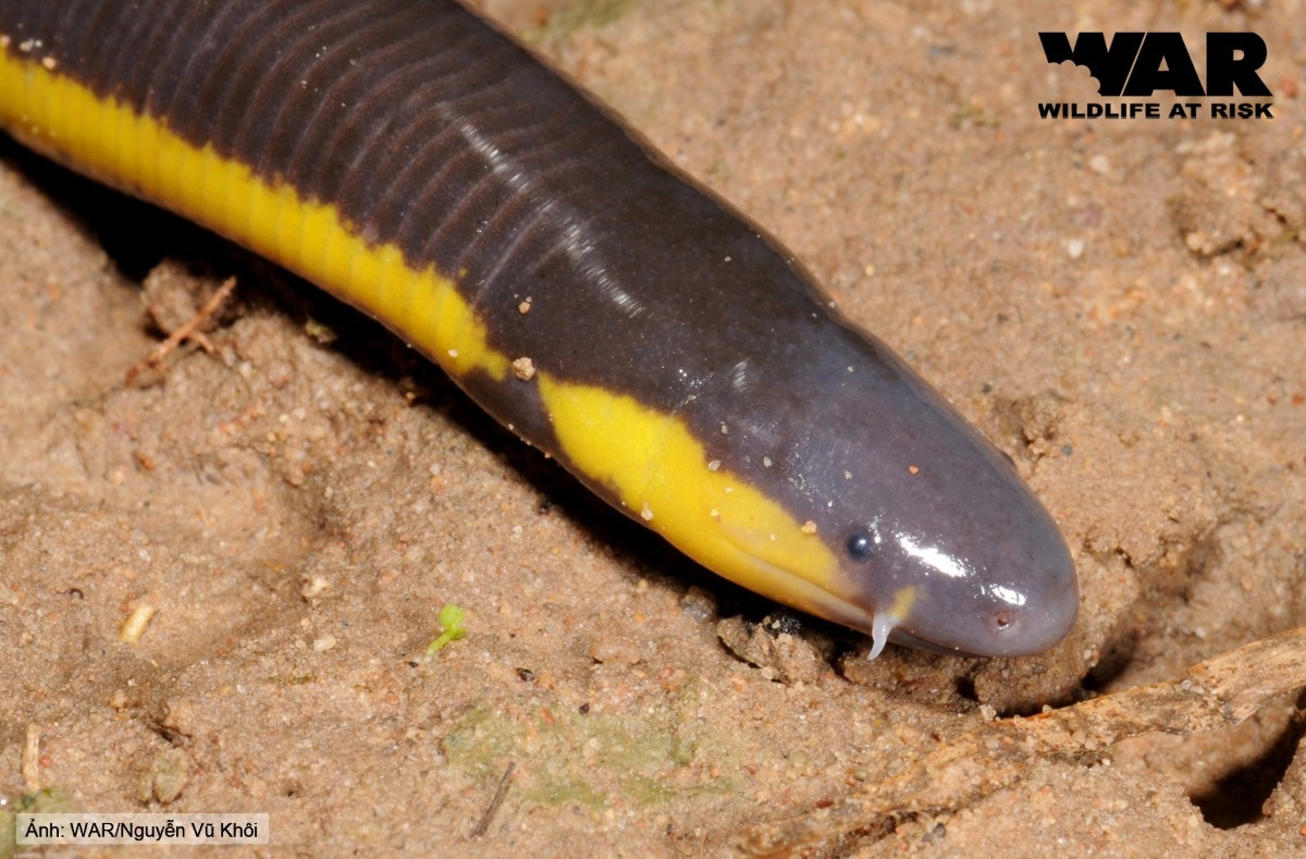 Với thân hình của bò sát, ếch giun có sọc dọc nâu vàng trơn bóng và chiếc đầu dẹt ngoe nguẩy khiến người ta liên tưởng đến những loài rắn độc có màu sắc bắt mắt.