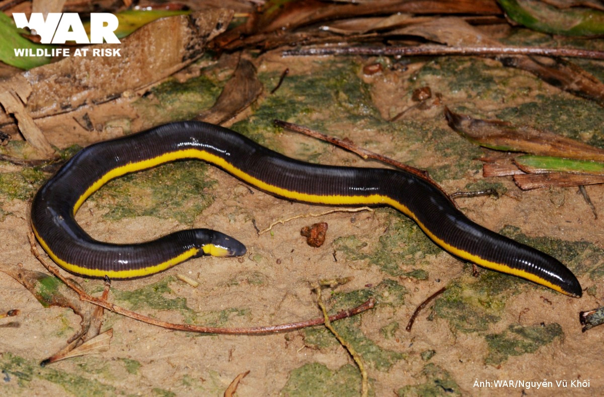 Sau khi xem những bức ảnh chụp về sinh vật trên, nhiều người cho rằng đó rất có thể là loài ếch giun hiếm lạ ở Việt Nam. Có tên khoa học là Ichthyophis bannanicus, thuộc họ ếch giun Ichthyophiidae và bộ không chân Gymnophiona, ếch giun không giống bất cứ một loài ếch nào khác và không có chân.