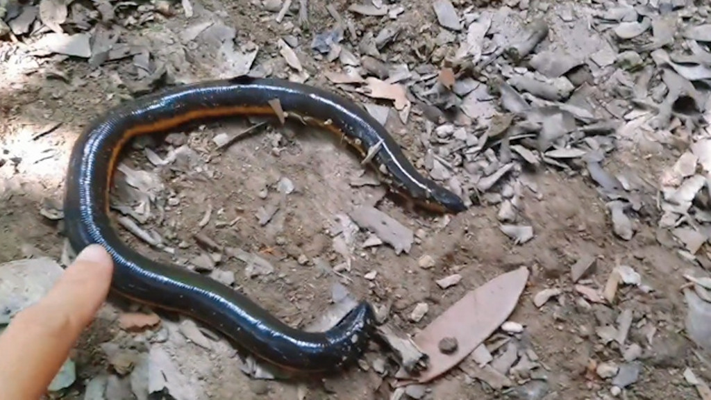 Chị Nguyễn Thị Ngọc cho hay con vật có chiều dài khoảng 25cm, to hơn ngón tay. Loài lưỡng cư trông giống ếch giun mà chị phát hiện di chuyển rất chậm và sống dưới lớp lá cây mục trong vườn.