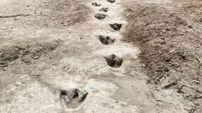 Với niên đại khoảng 113 triệu năm tuổi, các chuyên gia cho rằng đó có thể là loạt dấu chân dài nhất của khủng long được phát hiện tại Bắc Mỹ cho đến nay. Họ nhận định những dấu chân đó có thể thuộc về loài Acrocanthosaurus.