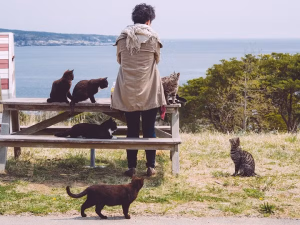 Tham Tashirojima - hon dao o Nhat Ban noi 'cu dan' chu yeu la... meo-Hinh-3