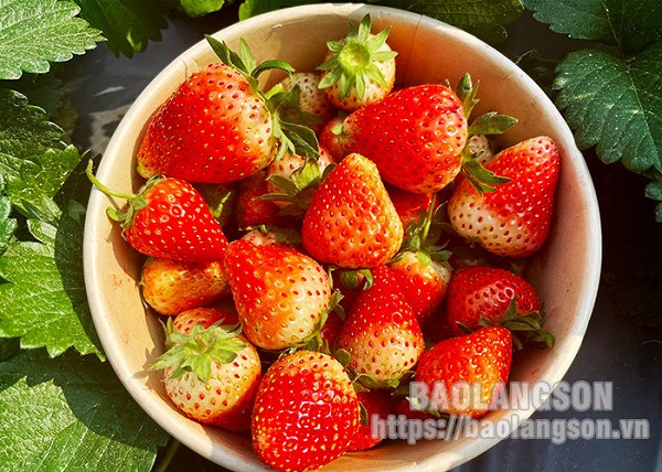 Vuon dau Xu Lang “hut khach” dip dau nam-Hinh-6