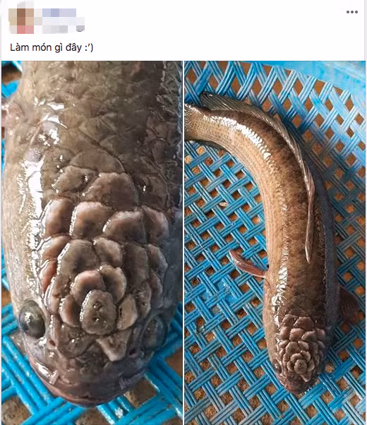 “Quai ca” co hoa tiet ky la tren dau khien dan mang hoang hon