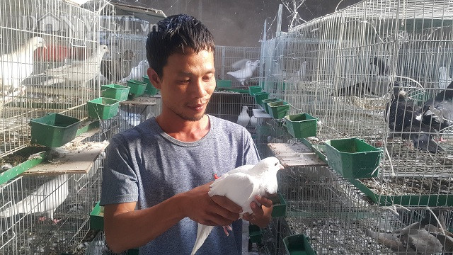 Bo vo lang ve que nuoi chim ua sach va con “chet som”, lai 13 trieu/thang