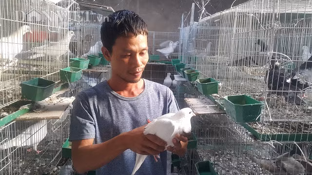 Bo vo lang ve que nuoi chim ua sach va con “chet som”, lai 13 trieu/thang