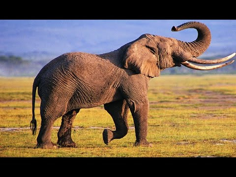 Tuy nhiên, chúng cũng được sử dụng để hành hình phạm nhân. Điển hình là việc người ta sử dụng voi để giày, xéo, dẫm chết tù nhân.