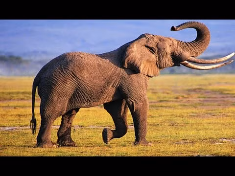 Tuy nhiên, chúng cũng được sử dụng để hành hình phạm nhân. Điển hình là việc người ta sử dụng voi để giày, xéo, dẫm chết tù nhân.