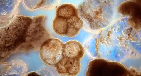 Khe vuc Mariana, noi sau nhat dai duong co dieu gi huyen bi?-Hinh-5