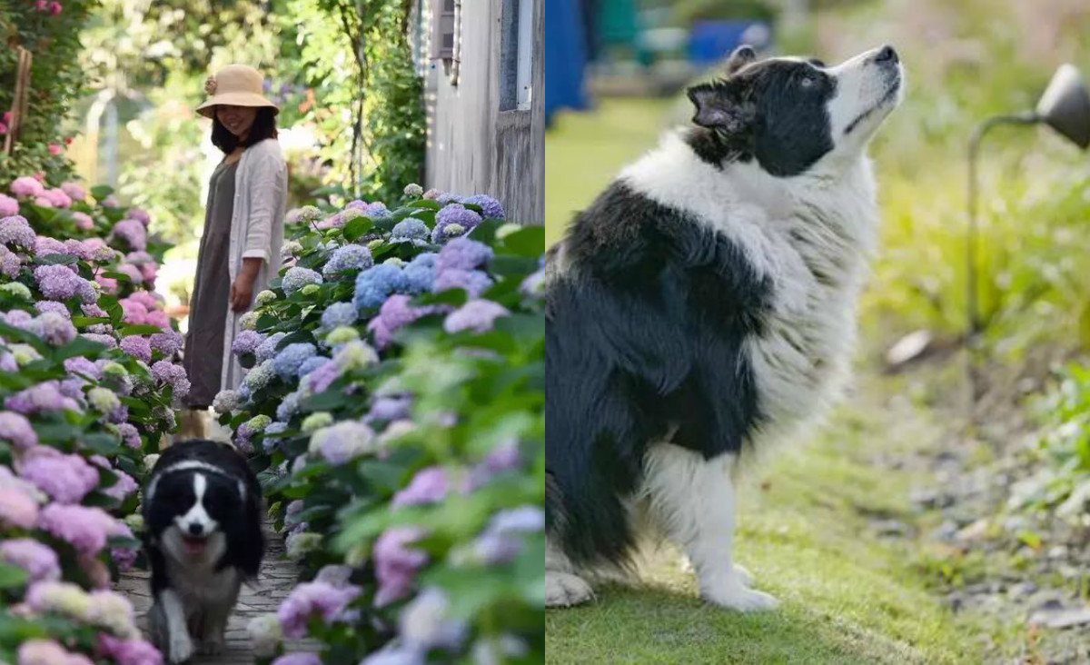 Cuộc sống của anh chị rộn tiếng cười với hai đứa con, một chú mèo và bốn chú chó dễ thương. Khu vườn được anh chị đặt tên là “khu vườn mèo bay”. Chị bày tỏ rằng chị đang nuôi ý định thiết kế thêm hệ thống suối để người ta khi đến đây có cảm giác như lạc vào một khu rừng thực thụ.