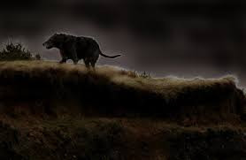 Người ta cho rằng, chỉ cần bắt gặp Black Shuck hoặc nhìn vào mắt của nó thì trong vòng 1 năm thì người đó sẽ chết.