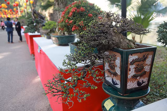 Tác phẩm bonsai mini chiếm chủ yếu phần trưng bày. Theo anh Việt Quân (Hà Nội), người có nhiều tác phẩm trưng bày cho biết, chăm sóc cây nhỏ khó hơn cây to. Để có một tác phẩm cây cảnh nhỏ mà đẹp, người chơi phải có kinh nghiệm và hiểu biết tính năng, thổ nhưỡng của từng loại sao cho hợp.