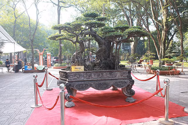 Cây sanh là một loại cây phổ biến ở các tỉnh phía bắc, loại này dễ sống và phát triển nhanh. Rất nhiều tác phẩm có giá trị lên tới nhiều tỷ đồng, trong ảnh là tác phẩm nổi tiếng “Nghênh phong quấn thủy” của nghệ nhân Hùng Xiếc (Hà Nội).