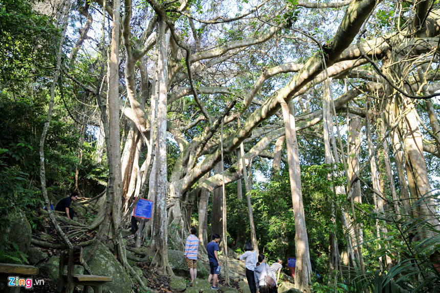 Những tán cây tầng tầng, lớp lớp đan xen nhau, ẩn hiện trong màn sương mờ ảo, vô tình tạo nên một không khí đầy mê hoặc và linh thiêng. Từ khi bán đảo Sơn Trà được đưa vào khai thác du lịch, cây đa có sức hấp dẫn đối với du khách đến Đà Nẵng.