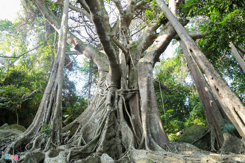 Phần thân chính của cây là điểm nhấn, rộng lớn. Đặc biệt, thân cây có nhiều nhánh tỏa ra xung quanh, vùng tán rộng tựa như có bàn tay con người uốn nắn. Cây đa tạo nên vẻ kỳ thú, vừa huyền bí, vừa cổ kính.