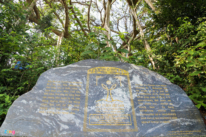 Tại tấm biển Cây di sản Việt Nam được đặt ngay dưới chân gốc đa ghi: “Cây đa Sơn Trà, họ dâu tằm, cao 22 m, chu vi thân chính và cụm thân phụ 85 m. Tuổi cây 800 năm. Nơi đây từng được lực lượng dân quân tự vệ, biệt động Quảng Nam, Đà Nẵng, chọn làm căn cứ địa cách mạng cho hai cuộc kháng chiến chống giặc ngoại xâm”.