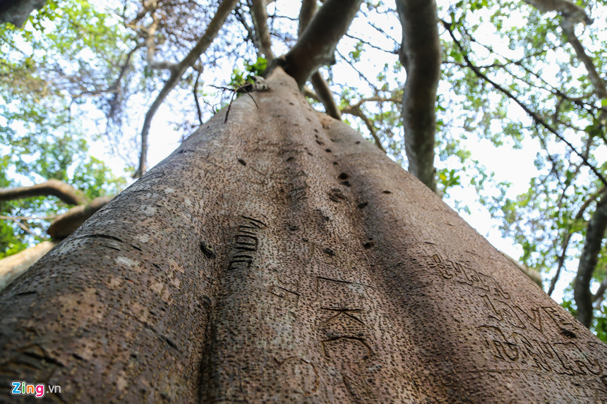 Tuy nhiên, thân cây cũng đang hằn nhiều "vết thương". Vỏ ngoài thân cây chi chít những vết đục, khắc với nhiều nội dung khác nhau, từ khắc tên đến các ký hiệu, vết mới chồng lên vết cũ.
