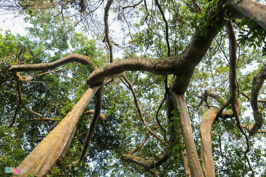 Nhìn từ gốc cây lên du khách dễ dàng thấy những tán cây đan xen, có những hình thù đặc trưng, mỗi hướng cây đa đều thể hiện một tư thế khác nhau, nên du khách dễ dàng chọn được một góc chụp đẹp để làm kỷ niệm.