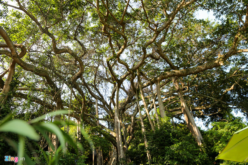 Cây đa có tán rộng, chu vi thân 10 m, có 26 rễ phụ bám sâu xuống đất, những phần rễ phụ này đổ xuống ăn sâu vào mặt đất tạo nên vẻ đồ sộ, tạo cảnh quan hùng vĩ.