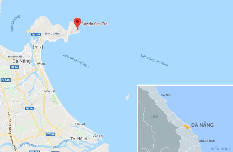 Vị trí cây đa Sơn Trà, quận Sơn Trà, TP Đà Nẵng. Ảnh: Google Maps