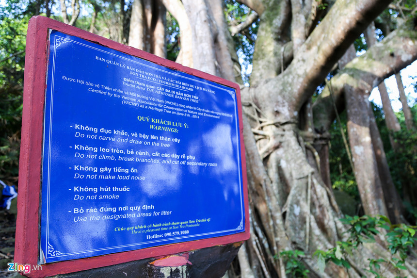 Được công nhận là cây di sản vào tháng 6/2014, cây đa cũng được cơ quan chức năng cắm biển, không được khắc, đục, vẽ bậy lên thân cây cũng như nhiều quy định để bảo tồn di sản.