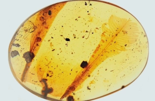 Vào tháng 12/2018, các nhà khoa học tại Đại học Địa chất Trung Quốc thông báo phát hiện lông vũ trong 31 mảnh hổ phách tại Myanmar. Đây là những cổ vật tí hon khiến giới khảo cổ vô cùng quan tâm.