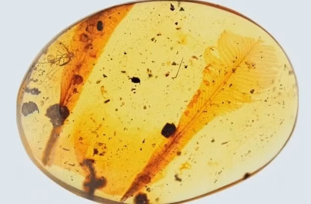 Vào tháng 12/2018, các nhà khoa học tại Đại học Địa chất Trung Quốc thông báo phát hiện lông vũ trong 31 mảnh hổ phách tại Myanmar. Đây là những cổ vật tí hon khiến giới khảo cổ vô cùng quan tâm.