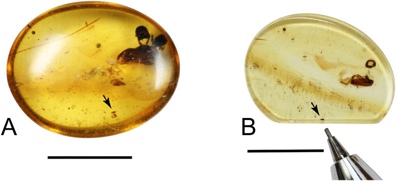 Hổ phách hay nhựa cây hóa thạch giúp bảo vệ và lưu giữ rất tốt dấu tích của một số động thực vật cổ đại. Kekveus Jason là một trong số đó.