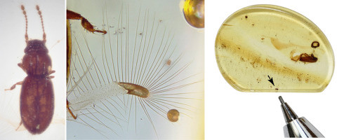 Các chuyên gia cho hay Kekveus Jason sở hữu cánh lông giống với một số loài bọ hiện nay. Loài côn trùng này có kích thước nhỏ rất mỏng manh và không có xương. Chúng hiếm khi hóa thạch theo cách giống các động vật lớn như khủng long.