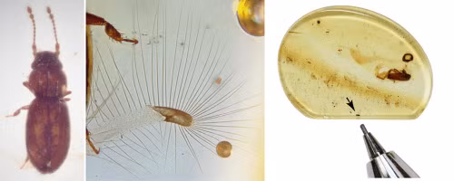 Các chuyên gia cho hay Kekveus Jason sở hữu cánh lông giống với một số loài bọ hiện nay. Loài côn trùng này có kích thước nhỏ rất mỏng manh và không có xương. Chúng hiếm khi hóa thạch theo cách giống các động vật lớn như khủng long.