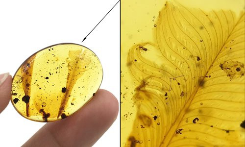 Theo các nhà khoa học, số lông vũ cổ xưa trên có nhiều điểm khác các loài chim hiện đại. Lông vũ trong 31 mảnh hổ phách có thể đóng vai trò mồi nhử và rụng xuống khi bị động vật săn mồi bắt, tương tự cách thằn lằn rụng đuôi để chạy trốn.