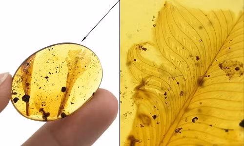 Theo các nhà khoa học, số lông vũ cổ xưa trên có nhiều điểm khác các loài chim hiện đại. Lông vũ trong 31 mảnh hổ phách có thể đóng vai trò mồi nhử và rụng xuống khi bị động vật săn mồi bắt, tương tự cách thằn lằn rụng đuôi để chạy trốn.