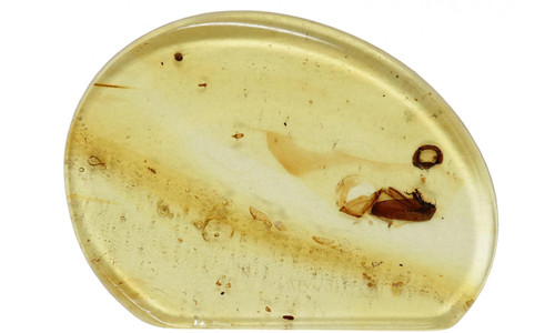 Trước đó, vào tháng 6/2018, các nhà khoa học phát hiện sinh vật dài 0,536 mm trong mảnh hổ phách 99 triệu năm tuổi. Nó được gọi là Kekveus Jason. Đặc biệt, Jason là tên một anh hùng theo thần thoại Hy Lạp.