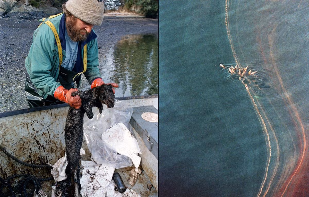 Hàng tiệu thùng dầu bị tràn biển làm ô nhiễm 2.340 km bờ biển. Sự cố nghiêm trọng này khiến ngư trường khu vực Prince William Sound bị đóng cửa trong suốt nhiều năm. Theo ước tính, thiệt hại do vụ tràn dầu lên đến 15 tỉ USD.