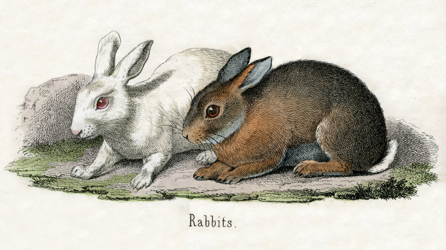 Tuy nhiên, điều Thiébault không ngờ rằng thay vì giúp Napoleon có thời gian săn bắn thú vị thì hoàng đế Pháp lại bị đàn thỏ tấn công.