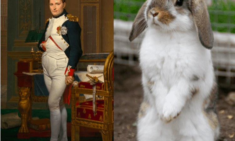 Vào năm 1807, Napoleon đã có một chuyến đi săn nhỏ không thể nào quên. Khi ấy, cận thần Paul Thiébault đã lên kế hoạch cho chuyến đi săn thỏ của ông hoàng Napoleon ngay tại Paris.