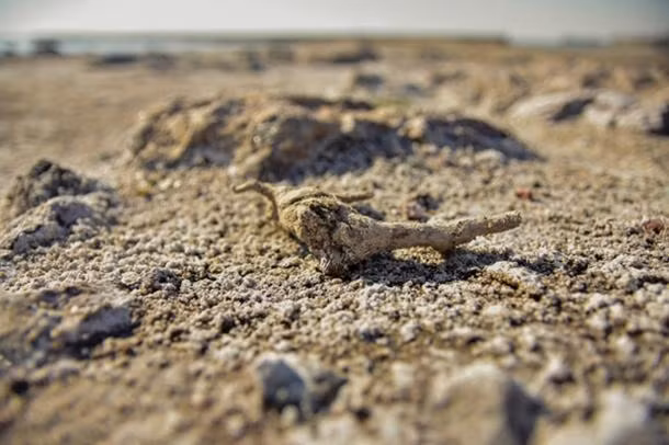 Thêm nữa, nhiệt độ ở khu vực hồ Natron khá cao nên không khí ở đây luôn khô nóng, dễ khiến con người và động vật bị mất nước.