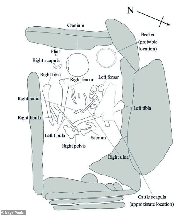 Tuy nhiên, kết quả xét nghiệm ADN mới thực hiện cho thấy Ava chết cách đây 4.250 năm.
