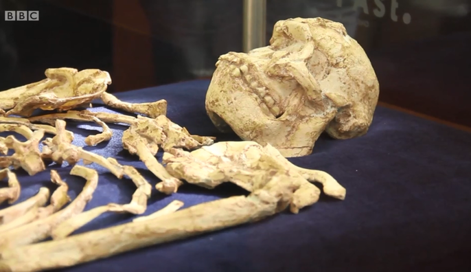 Bà chỉ cao 1,3 m, một cánh tay từng bị thương khi còn trẻ và ăn hầu như toàn thực vật. Lý do gọi tạm bà là "chân nhỏ" vì kết quả phân tích mới nhất cho thấy bà thuộc một loài mới, hoàn toàn chưa được khoa học ghi nhận tuy cùng thuộc chi Người với con người hiện đại (homo sapiens) chúng ta.