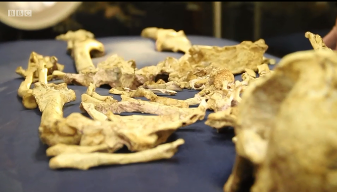 Các nhà khoa học tìm thấy bộ xương trong một tảng đá nằm sâu trong hang động Sterkfontein thuộc Nam Phi. Ba trong số 4 nghiên cứu đã được công bố trên tạp chí Journal of Human Evolution. Ngoài bộ hài cốt quý giá này, các nhà khoa học cũng tìm được nhiều công cụ tiền sử khác có niên đại 2,18 triệu năm tuổi trong hang.