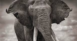 Các buổi xử tử phạm nhân bằng voi thường diễn ra ở nơi công cộng. Nhiều người dân khi chứng kiến cảnh tượng này không khỏi rùng mình sợ hãi, thậm chí là bị ám ảnh.